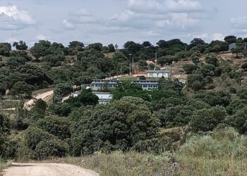 Voluntariado en Majadahonda: “Perros y gatos que buscan casa, pero también cariño y comprensión”