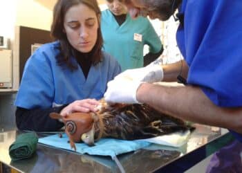 El Ayuntamiento notifica a GREFA el fin del convenio de cesión