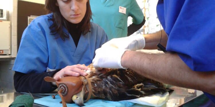 El Ayuntamiento notifica a GREFA el fin del convenio de cesión