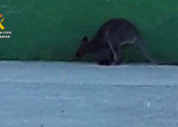 Dos canguros saltan hasta el parking del campus universitario Camilo José Cela en Villanueva de La Cañada