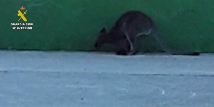 Dos canguros saltan hasta el parking del campus universitario Camilo José Cela en Villanueva de La Cañada