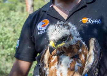 GREFA: más de 40 años recuperando fauna salvaje en Majadahonda