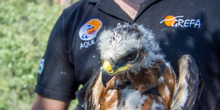 GREFA: más de 40 años recuperando fauna salvaje en Majadahonda