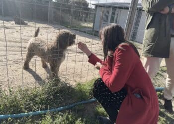 Majadahonda invierte en suelo radiante, aislamiento y placas solares en el Centro Integral Canino