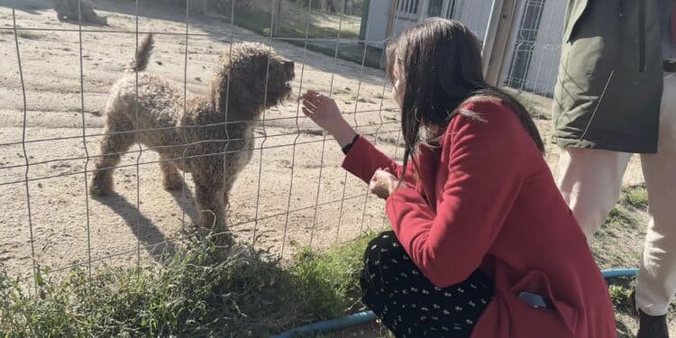 Majadahonda invierte en suelo radiante, aislamiento y placas solares en el Centro Integral Canino