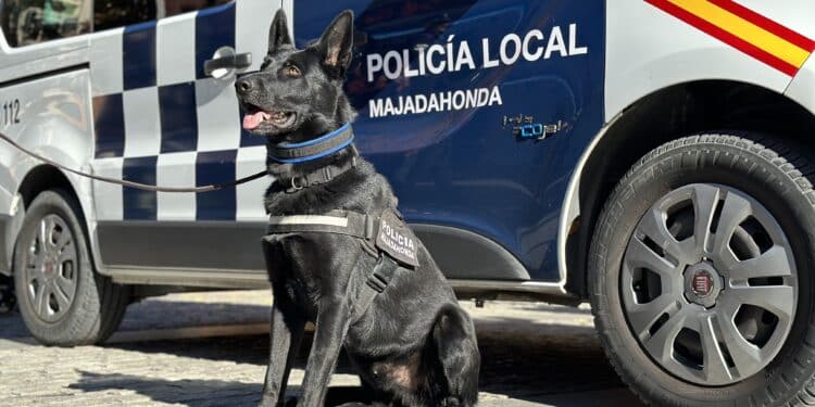 Rayo el perro policía de Majadahonda detiene a un joven conocido por el menudeo de drogas