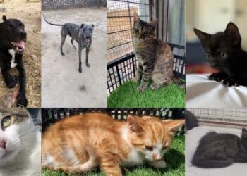 Mejora de las instalaciones del CICAM, donde perros y gatos esperan su adopción