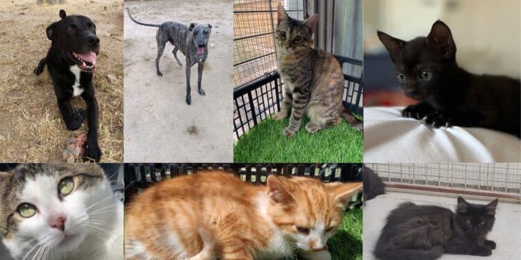 Mejora de las instalaciones del CICAM, donde perros y gatos esperan su adopción