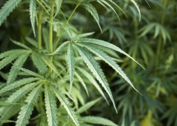 La Guardia Civil interviene una plantación interior de marihuana en Boadilla