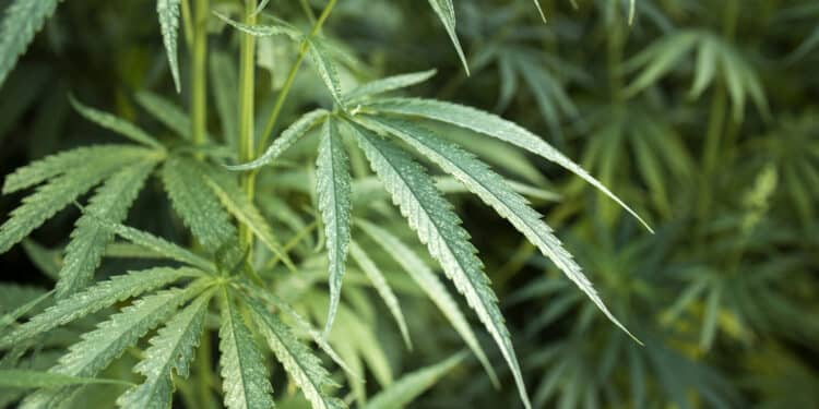 La Guardia Civil interviene una plantación interior de marihuana en Boadilla