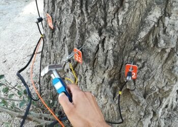 Los árboles de Majadahonda son calificados como “ampliamente aceptables” tras un estudio del Ayuntamiento