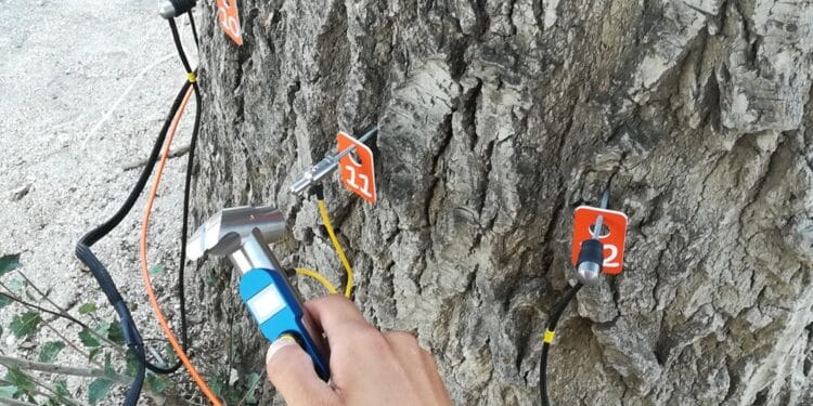 Los árboles de Majadahonda son calificados como “ampliamente aceptables” tras un estudio del Ayuntamiento