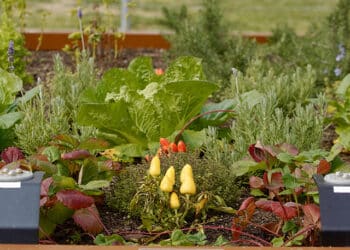 Las Rozas instala un huerto robótico para los colegios municipales