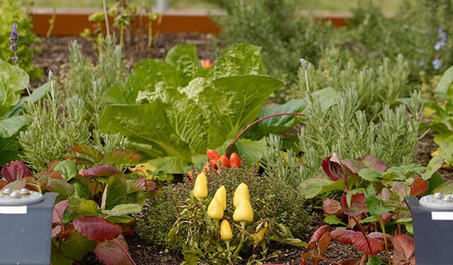 Las Rozas instala un huerto robótico para los colegios municipales