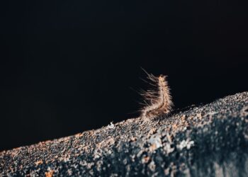 El Ayuntamiento intensifica los tratamientos contra la procesionaria del pino