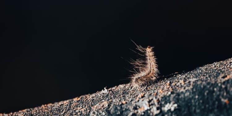 El Ayuntamiento intensifica los tratamientos contra la procesionaria del pino