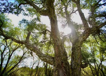 Las Rozas reconocida con el “Tree Cities of the World 2023” por su gestión del arbolado urbano