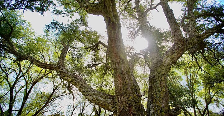 Las Rozas reconocida con el “Tree Cities of the World 2023” por su gestión del arbolado urbano