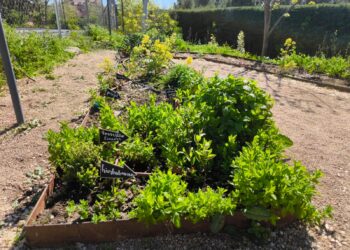 La huerta del María de Zayas crece sana gracias al biodigestor | VÍDEO