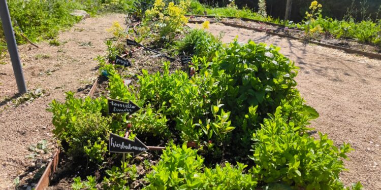 La huerta del María de Zayas crece sana gracias al biodigestor | VÍDEO