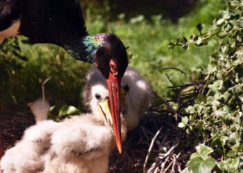 GREFA transmite en directo en Youtube la vida de la pareja de cigüeñas negras en sus instalaciones