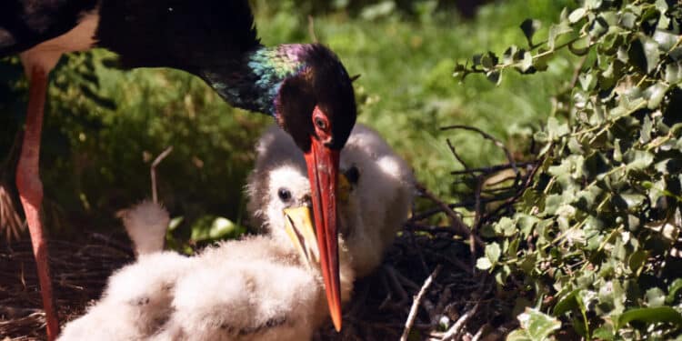 GREFA transmite en directo en Youtube la vida de la pareja de cigüeñas negras en sus instalaciones