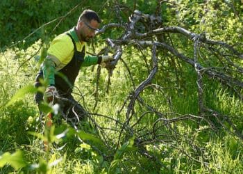 Las Rozas comienza las labores de desbroce en la senda del arroyo Trofa