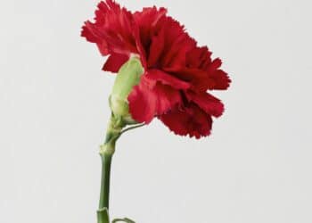 Las Rozas regala claveles a los clientes de los comercios locales por San Isidro