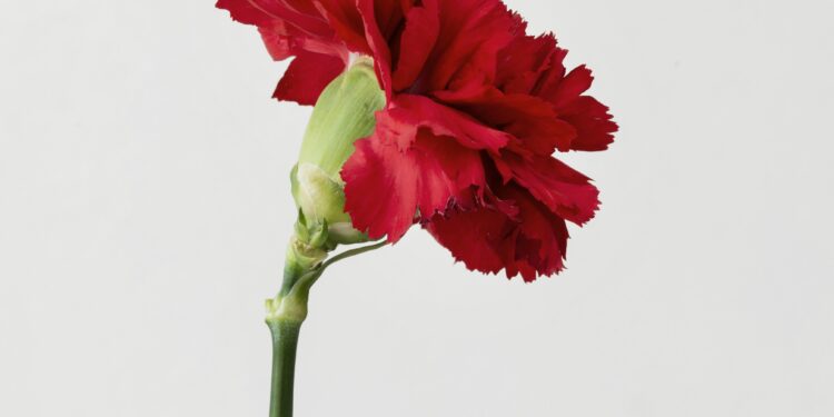 Las Rozas regala claveles a los clientes de los comercios locales por San Isidro