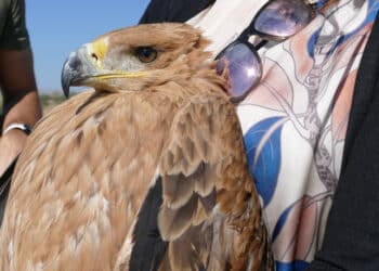 GREFA denuncia el “impacto” de los tendidos eléctricos en las aves rapaces