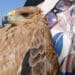 GREFA denuncia el “impacto” de los tendidos eléctricos en las aves rapaces
