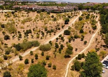 Las Rozas se convierte es el municipio de España con más proyectos de repoblación arbórea registrados