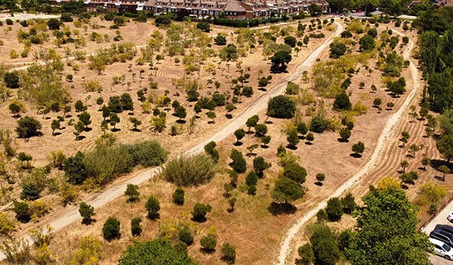 Las Rozas se convierte es el municipio de España con más proyectos de repoblación arbórea registrados