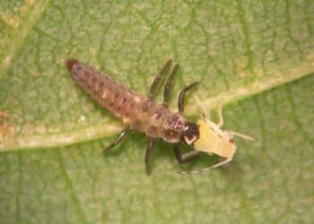 Majadahonda combate el pulgón con productos ecológicos y suelta de insectos depredadores