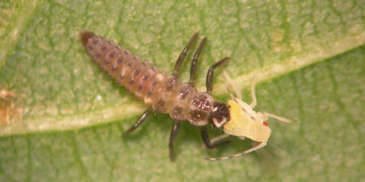 Majadahonda combate el pulgón con productos ecológicos y suelta de insectos depredadores