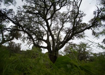 Las Rozas recibe el Premio Árbol 2024 por su proyecto de recuperación del alcornocal de Molino de la Hoz