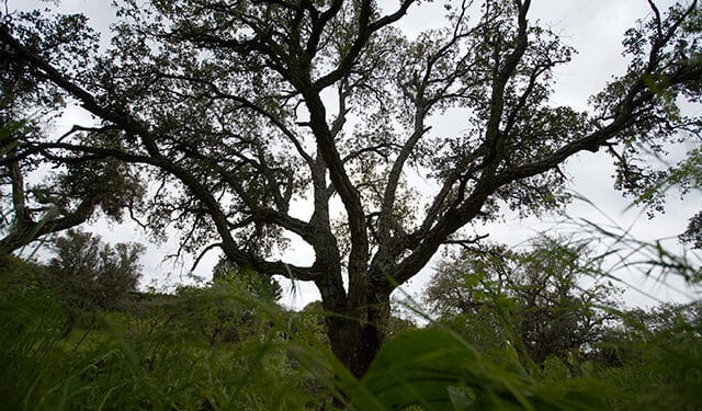 Las Rozas recibe el Premio Árbol 2024 por su proyecto de recuperación del alcornocal de Molino de la Hoz