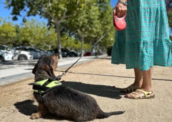 El Ayuntamiento de Majadahonda recuerda a los vecinos que deben pasear a sus perros con correa