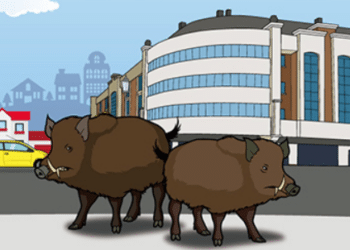 Majadahonda estrena un servicio de protección contra jabalíes, cotorras o conejos