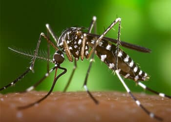 ¿Qué podemos hacer frente al mosquito tigre?