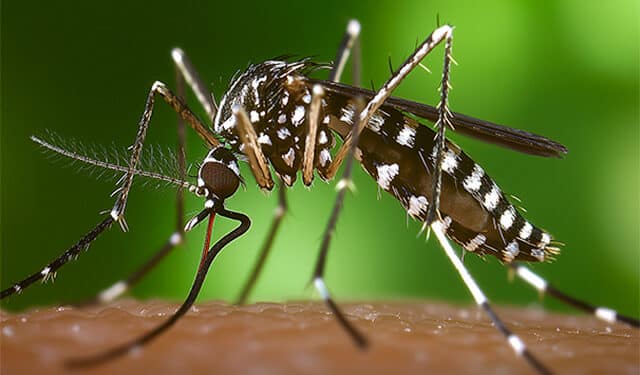 ¿Qué podemos hacer frente al mosquito tigre?