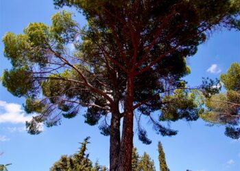 Un árbol singular de Las Rozas participa en la campaña europea #EUTreeTag