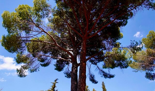 Un árbol singular de Las Rozas participa en la campaña europea #EUTreeTag