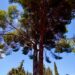 Un árbol singular de Las Rozas participa en la campaña europea #EUTreeTag
