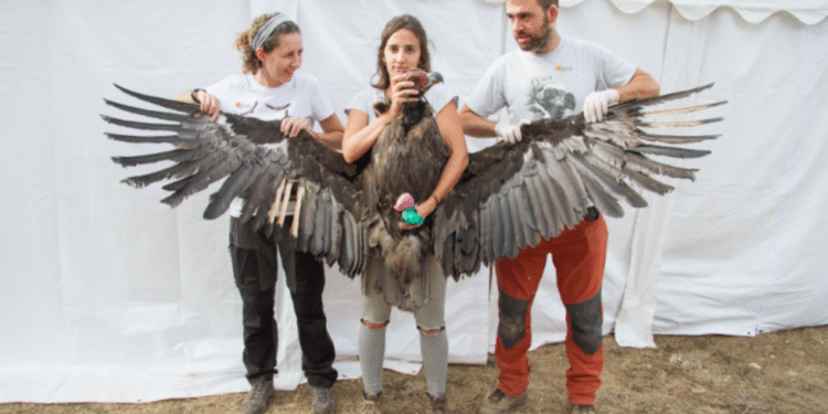 Campaña de GREFA para apadrinar buitres negros y recuperar las poblaciones extinguidas