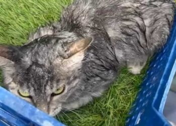 PACMA pide reunirse con el Ayuntamiento de Majadahonda por las “malas condiciones” del CICAM