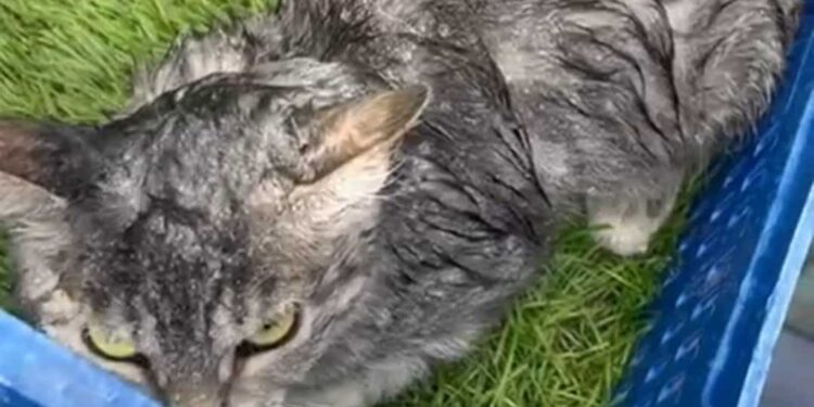 PACMA pide reunirse con el Ayuntamiento de Majadahonda por las “malas condiciones” del CICAM