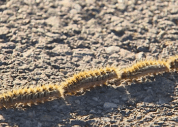 Majadahonda intensifica sus medidas de control de la oruga procesionaria