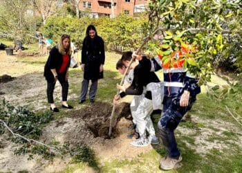 Escolares de Primaria plantan 50 nuevos árboles en los parques de ‘La Sacedilla’ y ‘Cuesta del Reventón’ de Majadahonda