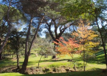 Majadahonda celebra el ‘Día del Medio Ambiente’ con rutas guiadas y talleres prácticos en el Monte del Pilar
